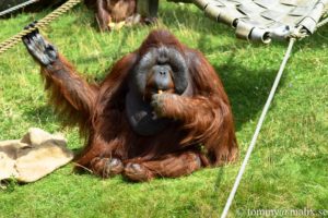 13936569_10153958460494296_932047279_n