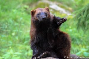 13936616_10153958563639296_1081119229_n