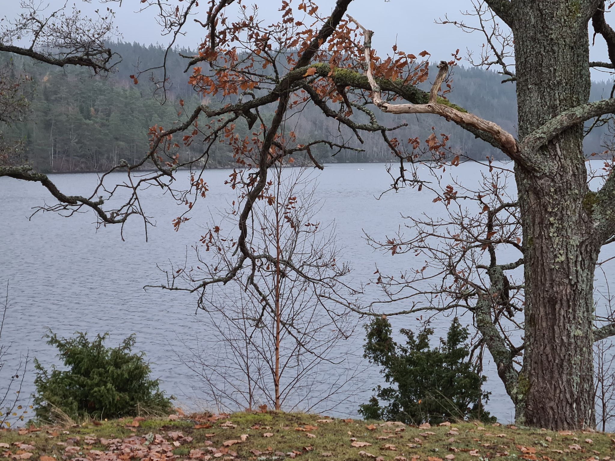 Life by the Lake – morning reflections by a Swedish lake