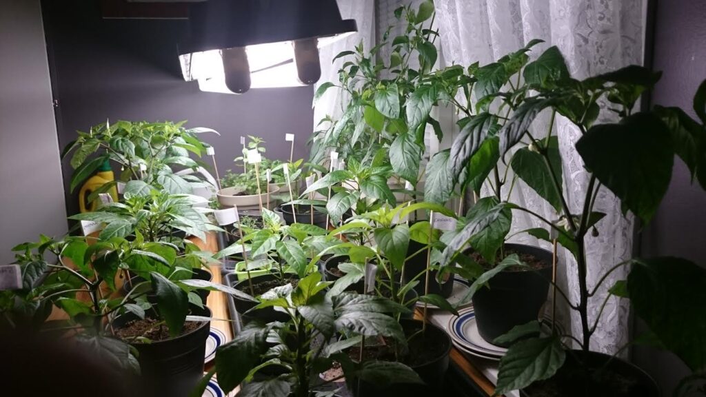 ADHD impulsivitet vardag – chiliodling inomhus med många olika sorter