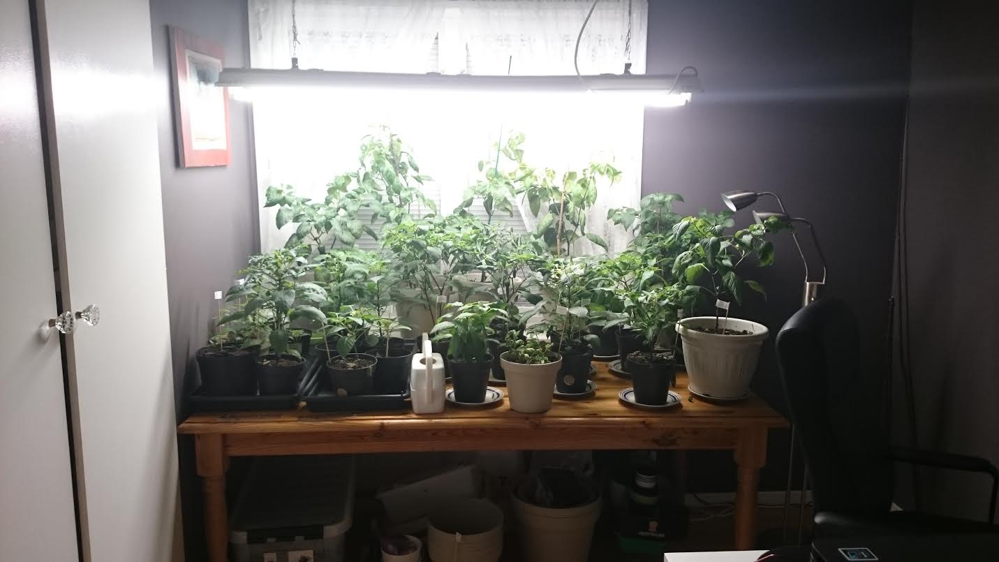 📚 Helgens bibliotek – en chili-blogg ur arkivet