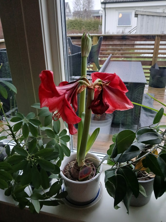 ADHD och växt-projekt, när en blomma blir till alla