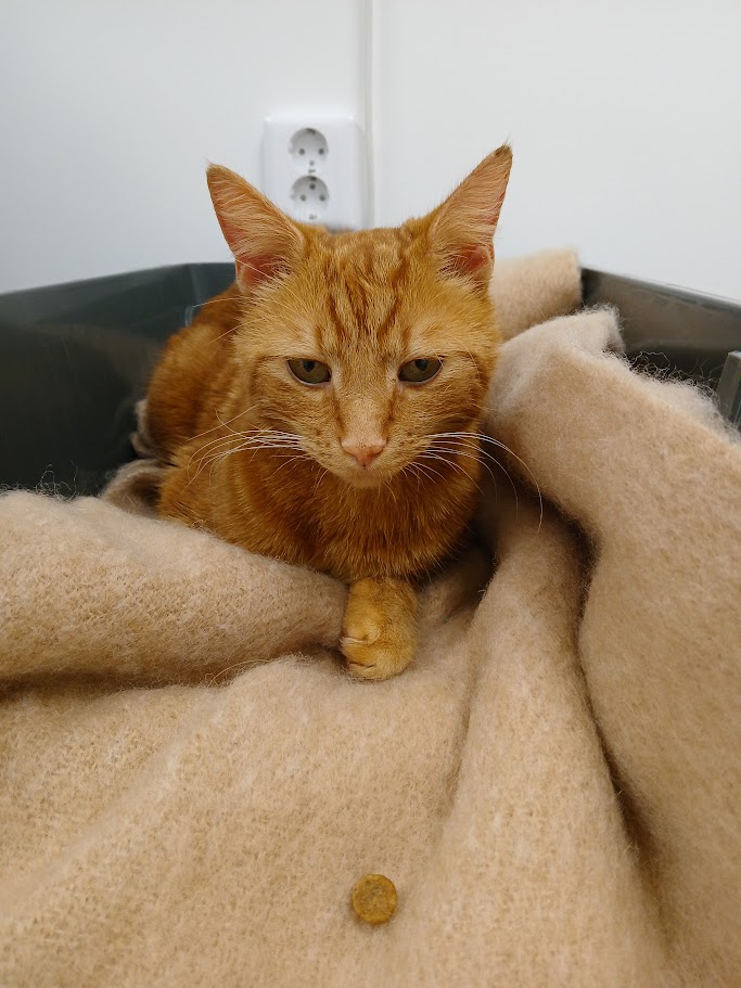 Findus sjuk och vilande i hemmet – en del av vår helg av oro och värme.