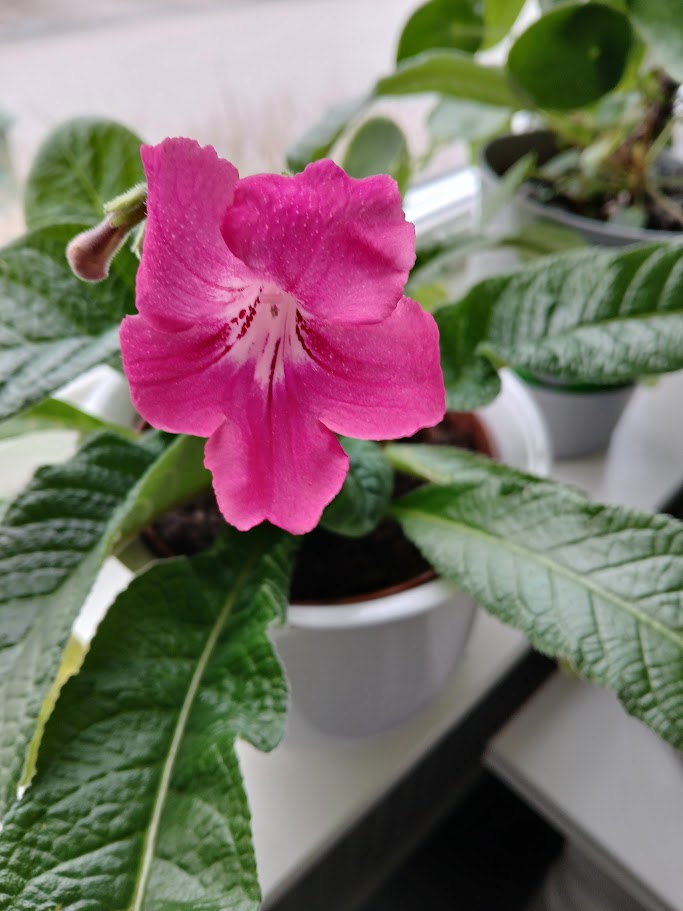 Pink Gloxinia flower close-up – Thursday stats Malix blog about everyday life, presence and reflection