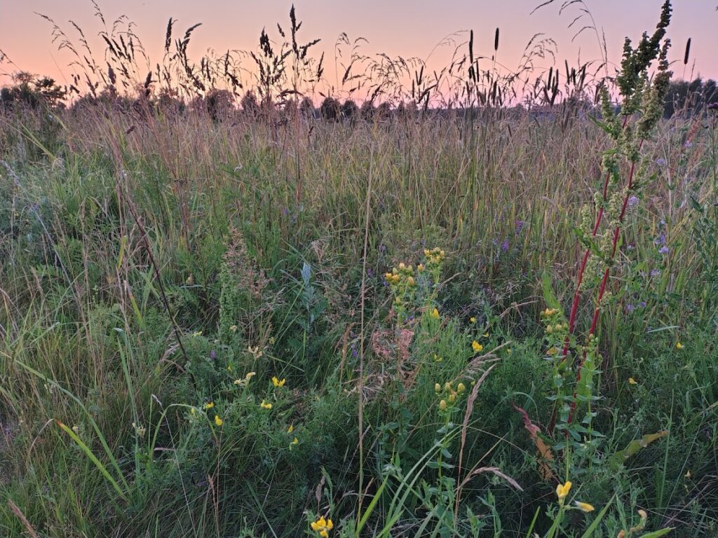 Summer field at sunset with wildflowers and soft light – connection to nature and everyday mindfulness through the PERMA model and the body-based perspective.