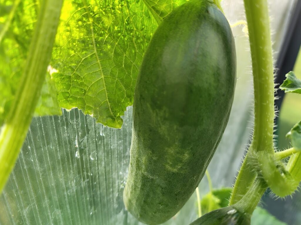 gurka som växer till sig i växthuset.