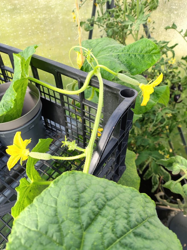 Gurkor som gror i växthuset