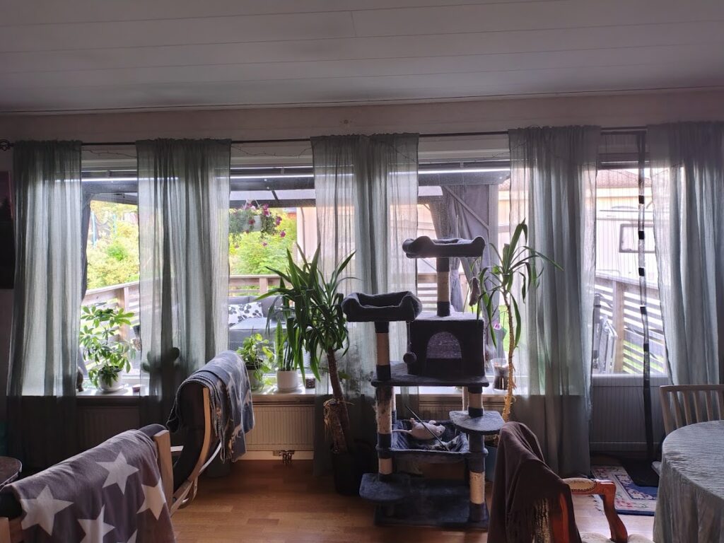 Nya gröna gardiner i vardagsrummet, upphängda fortfarande våta för att torka rakt, med växter och kattställning framför fönstren.