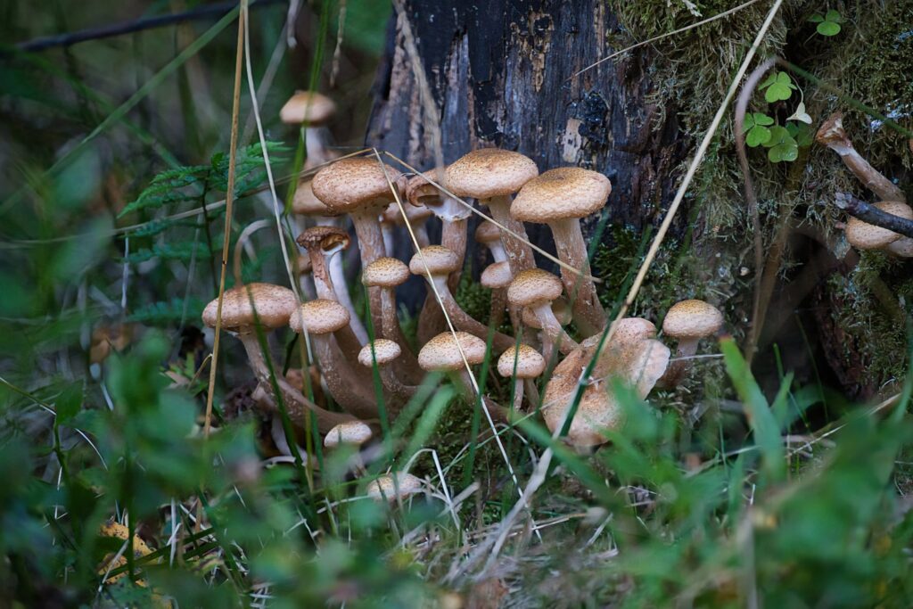 Weekly statistics autumn light morning dips pause – cluster of wild brown mushrooms at a mossy tree trunk, quiet forest detail