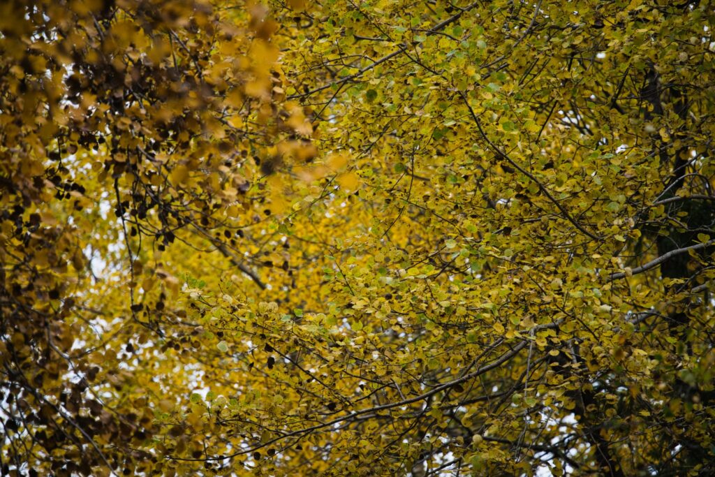 Heaven is here – autumn tree in vibrant colors symbolizing nature’s cycle of rest, growth and belonging.