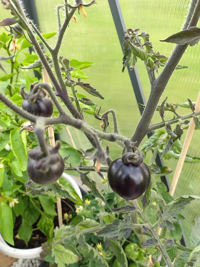 Odling och natur som inspiration till att blogga på två språk och våga växa.