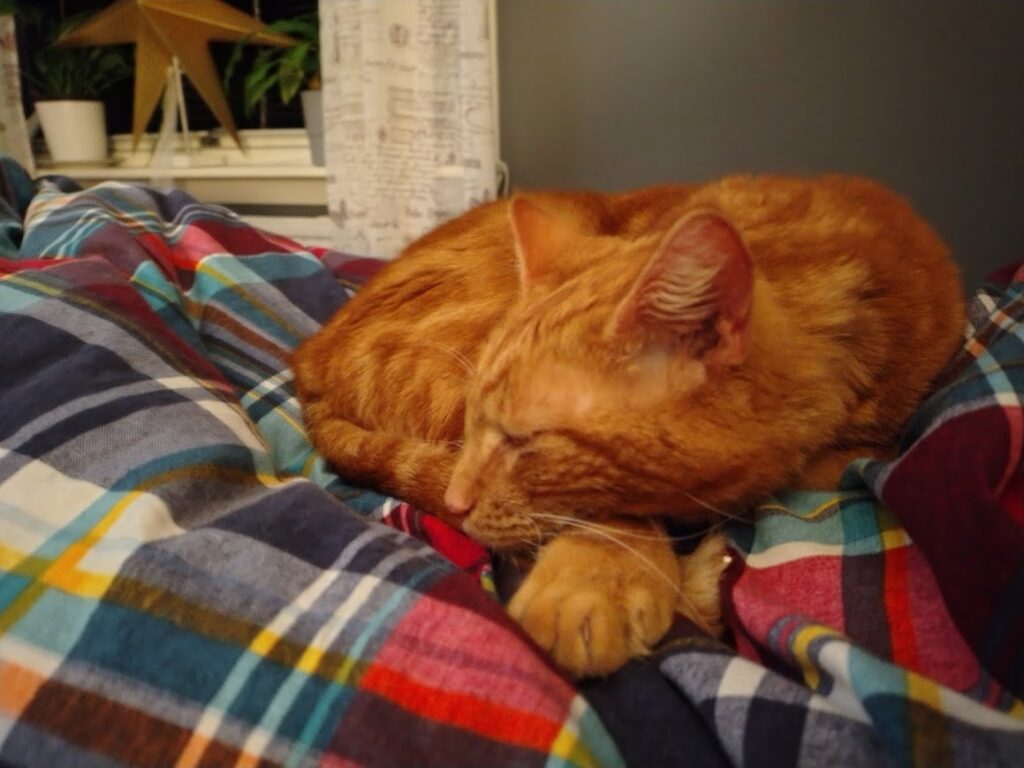 Findus, den lilla kejsaren med salmonella, ligger på sin vanliga plats när vi ska sova vilket är på maken  han får medicin och probiotika.