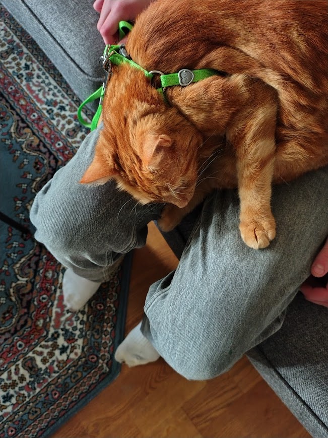 Friday reflection – orange cat in a green harness resting safely before going outside.