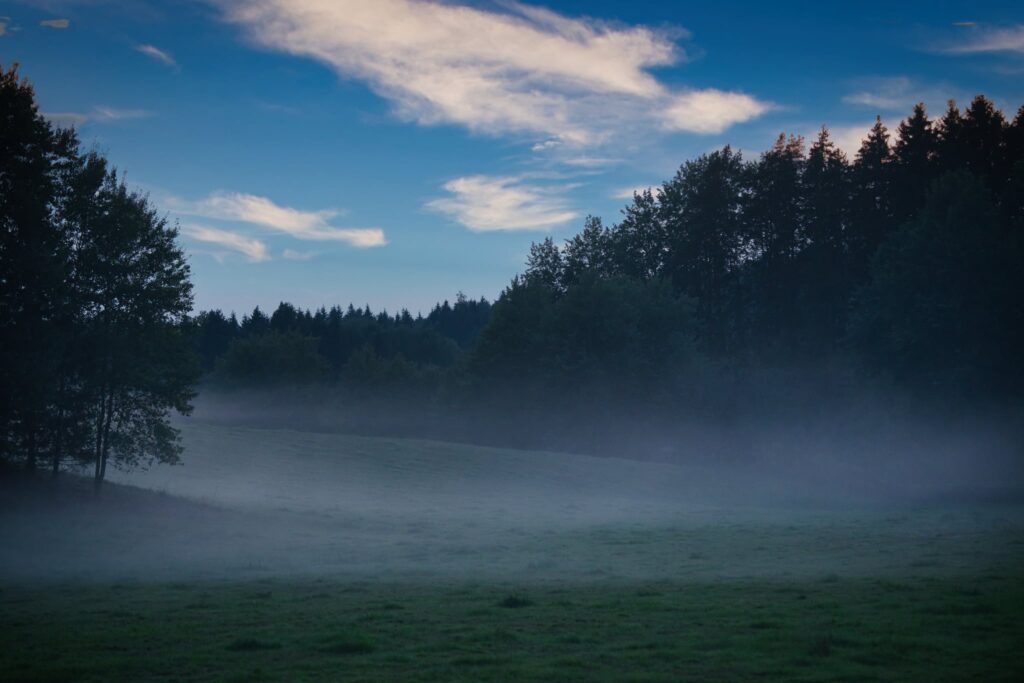 Misty morning landscape with a calm meadow and trees in the background, reflecting blog statistics week 50 with steady growth and quiet direction.