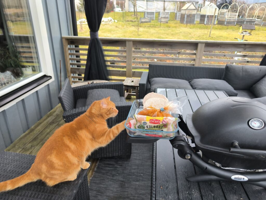 Everyday life and reflection – ginger cat trying to reach grill food on the patio