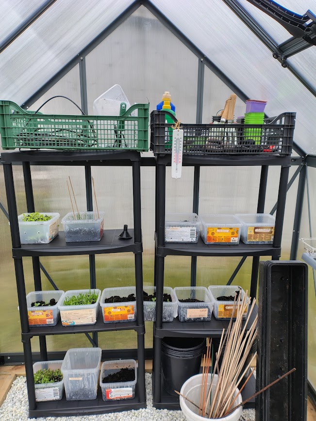 Greenhouse shelves gardening with plants and seed trays in a home greenhouse