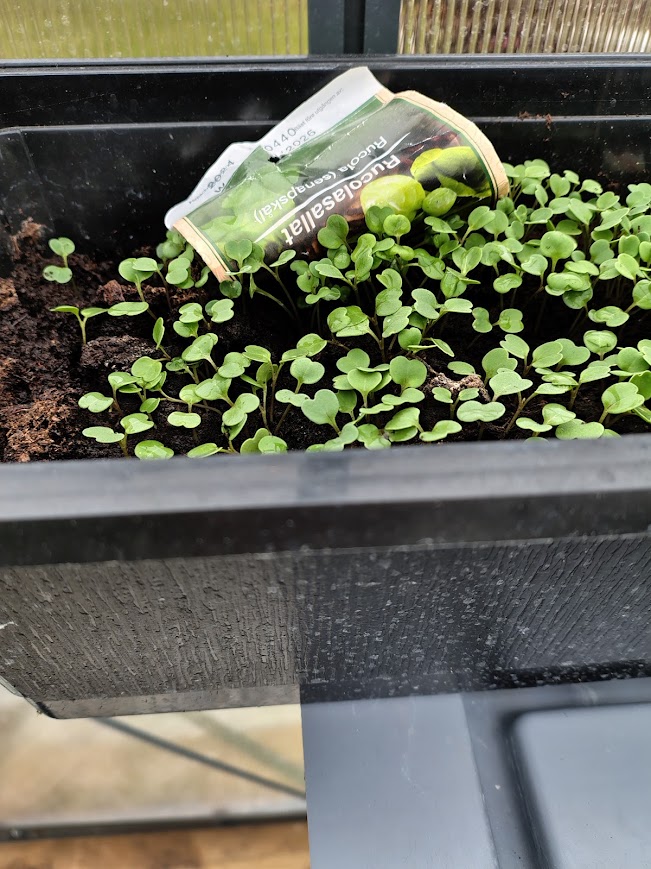 Thin green shoots growing in soil inside a greenhouse gardening setup