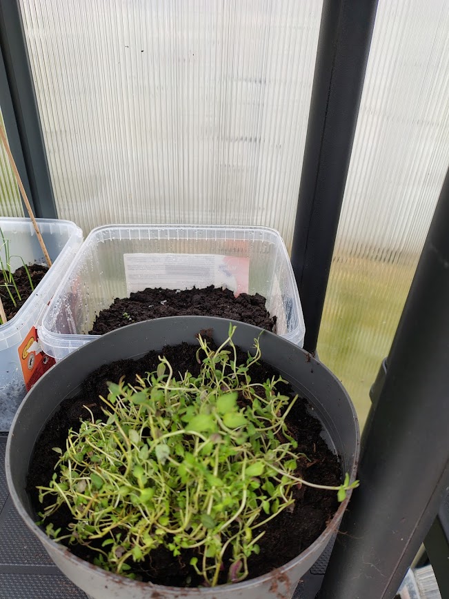 Greenhouse shelves gardening with thyme growing in a pot inside a small greenhouse
