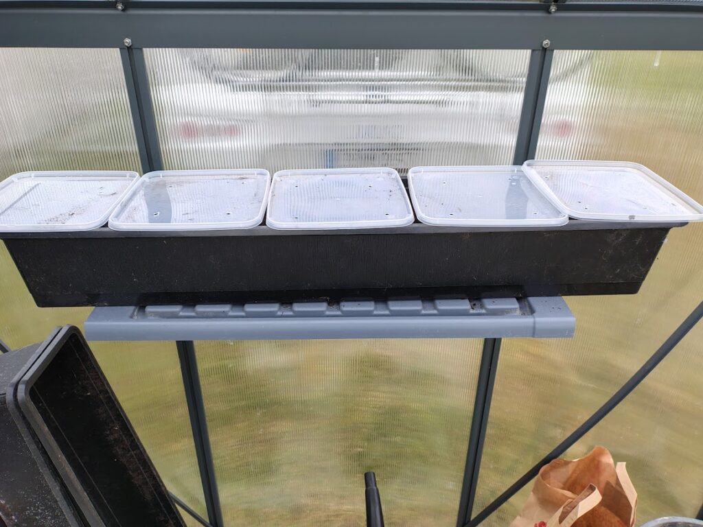 Greenhouse shelves gardening with plastic containers and seedlings growing in a greenhouse setup