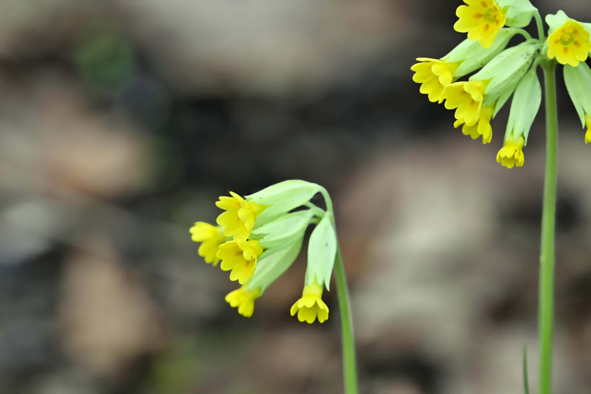 Close-up of a cowslip flower blooming at Lunnedet Karlskoga surrounded by green spring nature.
