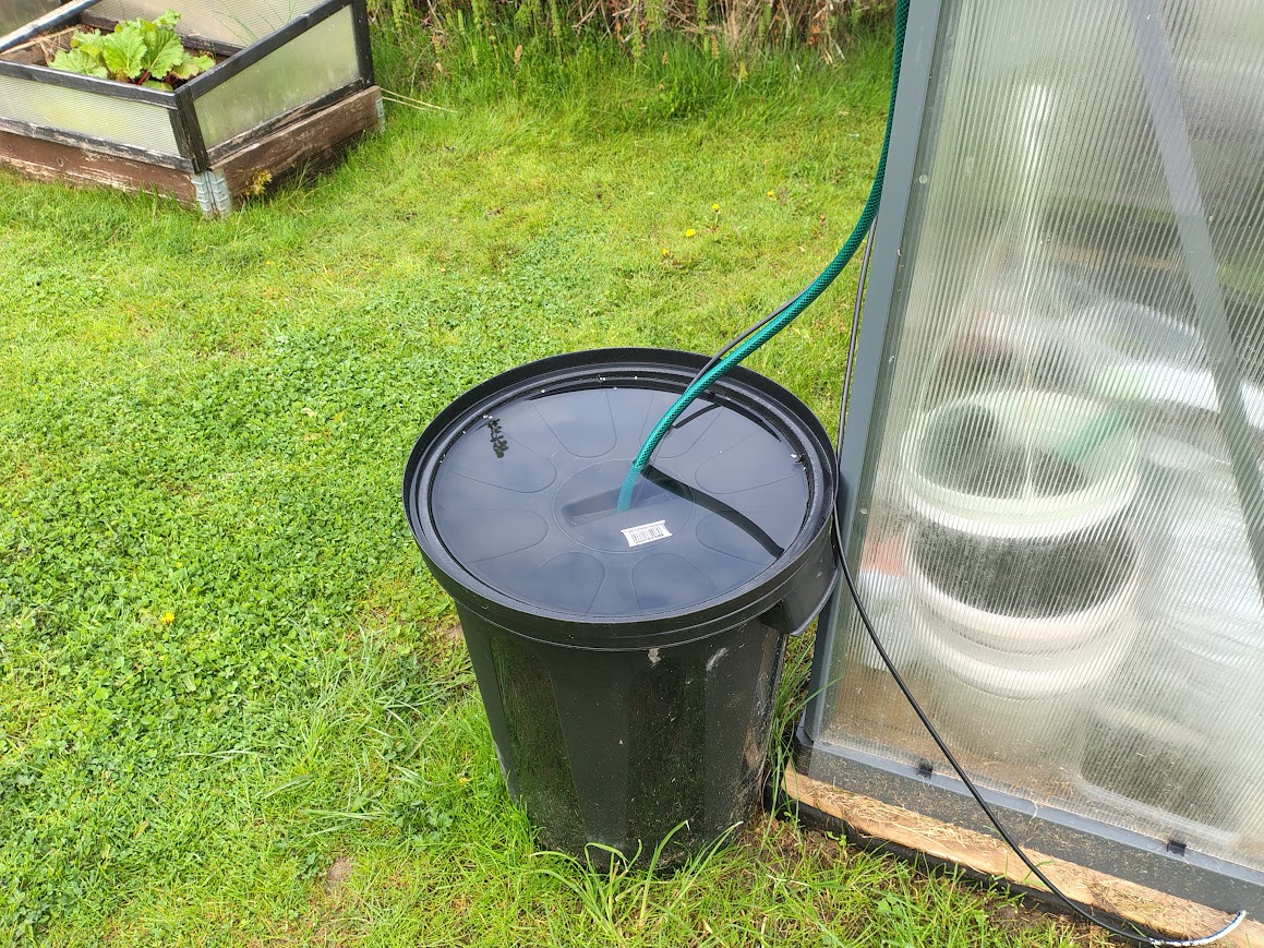 Spring warmth delayed while rainwater fills the barrel beside the greenhouse