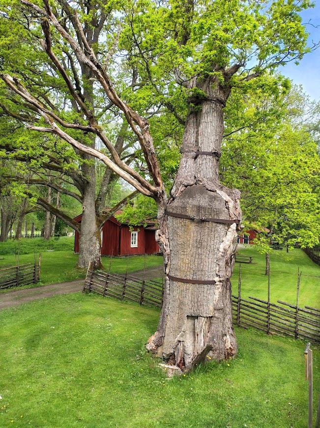 Old tree in Karlskoga and thoughts about Monday anxiety