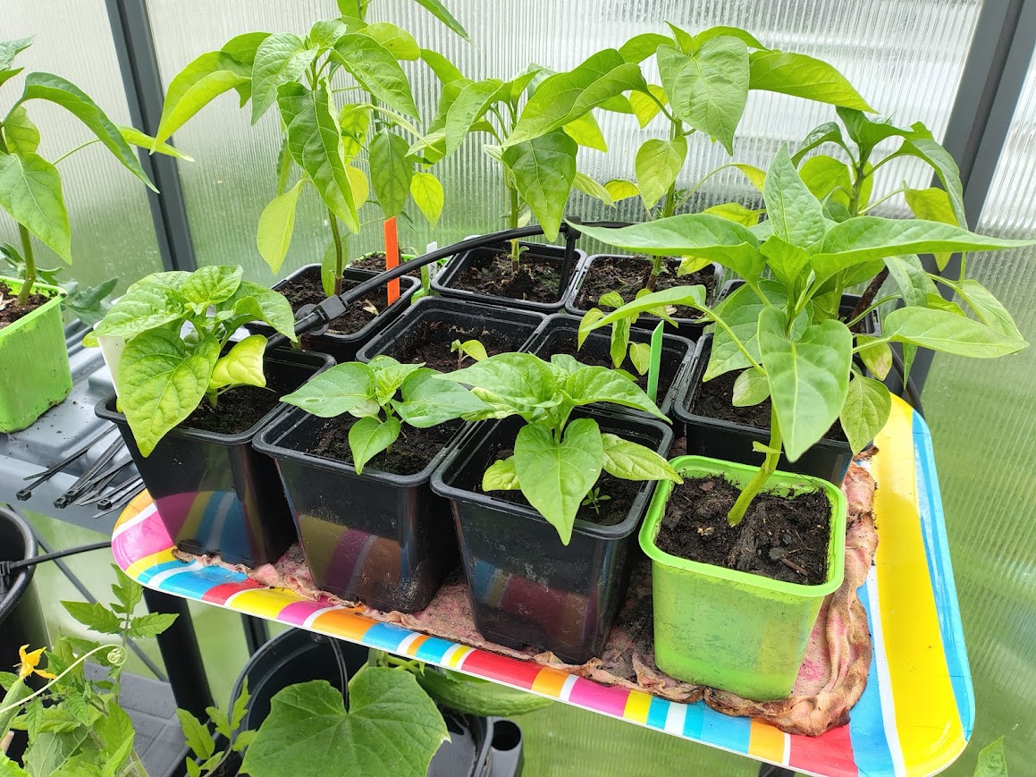 Garden Life and Presence with pepper and chili plants growing in the greenhouse