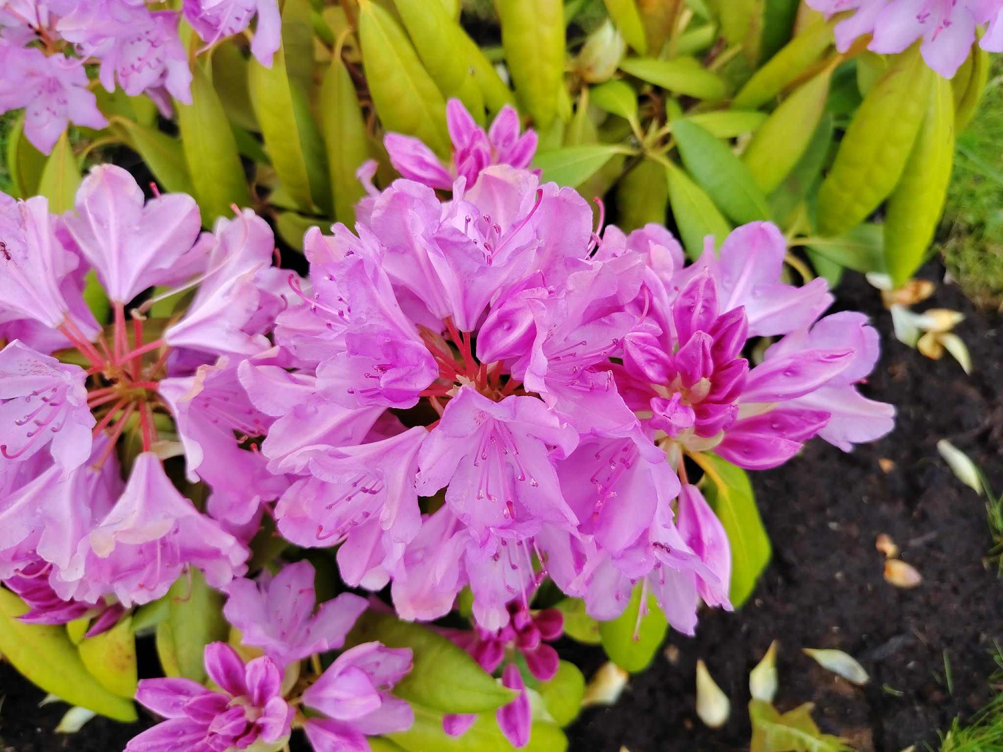Pink rhododendron flowers in full bloom on a peaceful Sunday morning, symbolizing gratitude, family reflections, fairness, and the beauty of everyday life.
